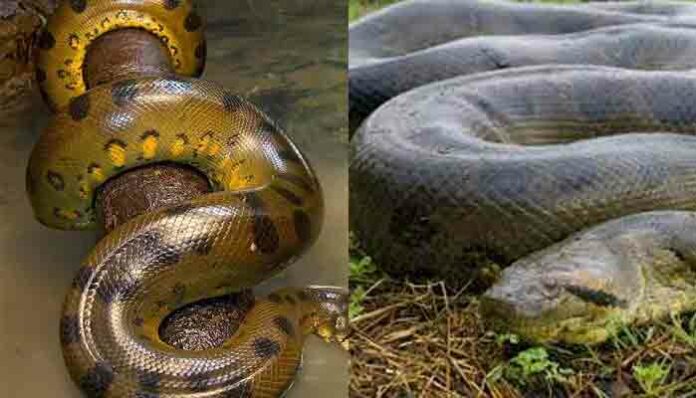 biggest-snake-in-the-world