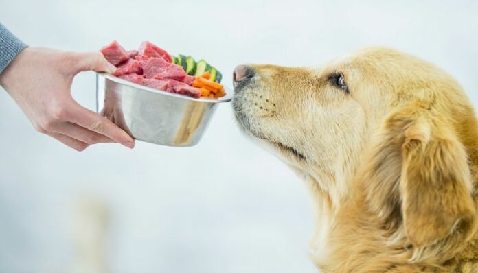 Best Dog Food for Weight Gain Fast 2024