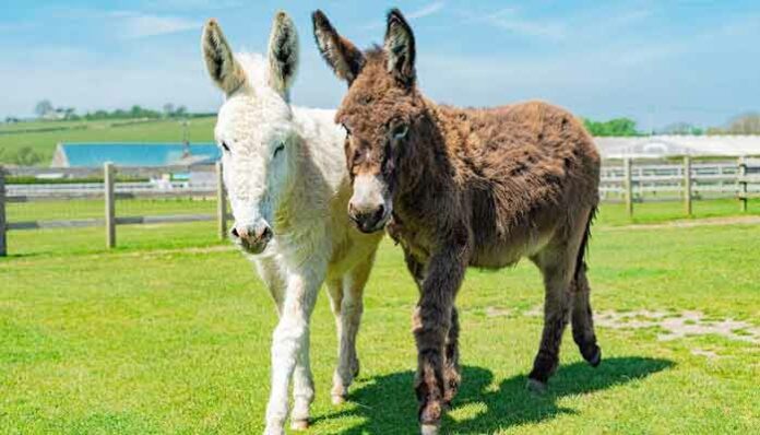 6 Million Donkeys Slaughtered for Chinese Medicine Industry