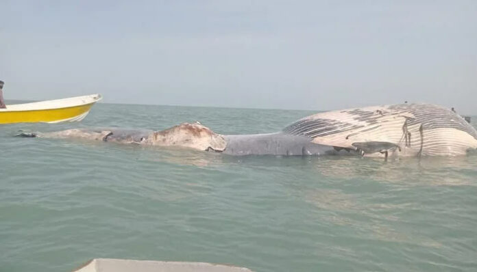 At Balochistan beach, blue whale found dead