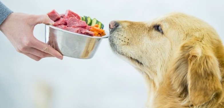 Best Dog Food for Weight Gain Fast 2024