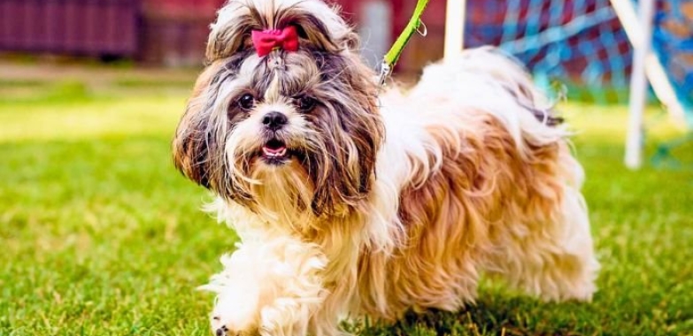 How to Pick the Best Girl Dog Names for Your Pup