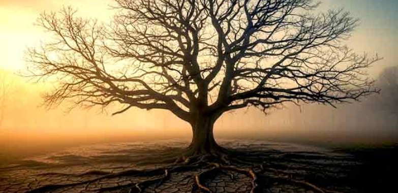 Poison Tree Tattoo Meaning in 2025, Explained Simply